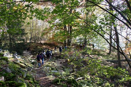 Exkursion im Nationalpark. Gruppe wandert durch Wald.